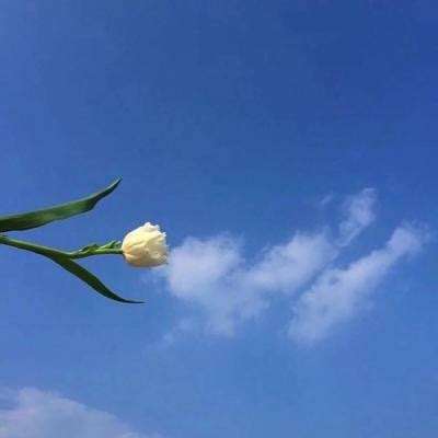 3D职业滑板