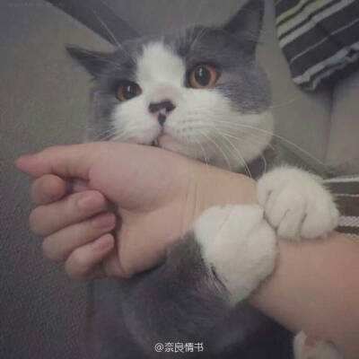 机器猫灭鼠