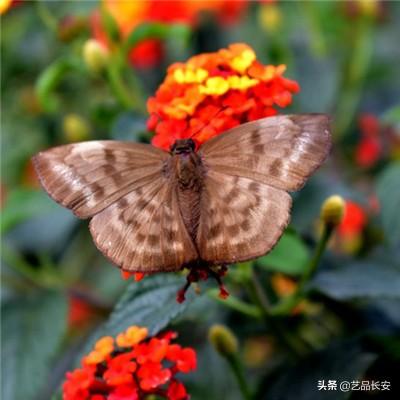 拂晓