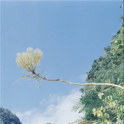卡芙卡喂开拓者椰奶