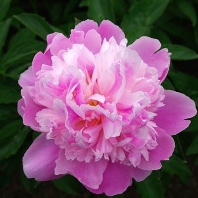 野原柚花的秘密结局第二集