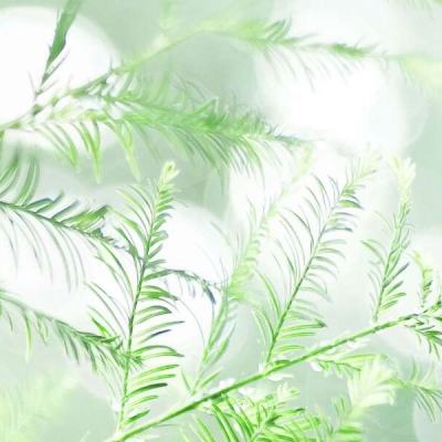 视频丨宁夏：力争用3年时间实现全区农民收入达到全国平均水平
