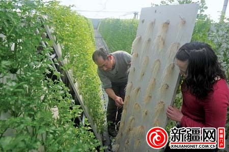 2月21日，在乌鲁木齐县水西沟镇气雾蔬菜种植基地，工作人员在查看芹菜根部吸收水分情况。（本报记者陈岩摄）